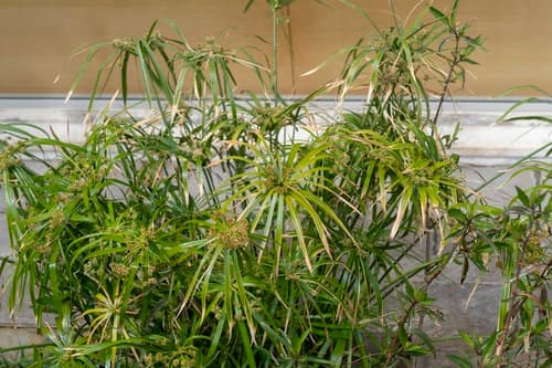 Umbrella Papyrus (Cyperus alternifolius)