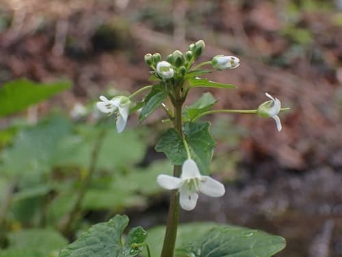 Wasabi Plant (Wasabia japonica)