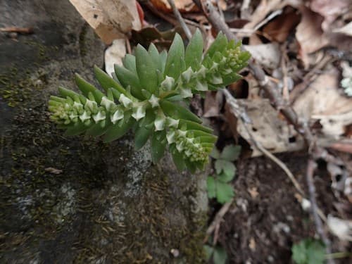 Woodland Stonecrop (Sedum ternatum)