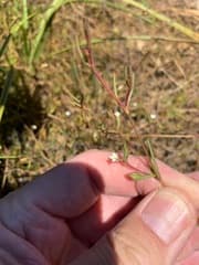 Acrocarpus (Acrosanthes)