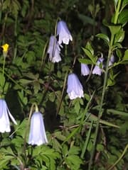 Apennine anemone (Anemonoides apennina)