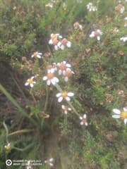 Woolly Buttons (Adenachaena)