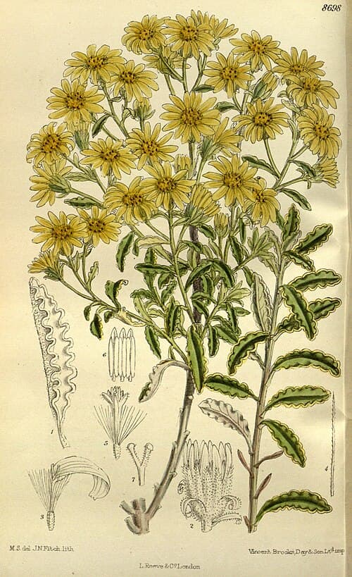 Monro's Brachyglottis (Brachyglottis monroi)