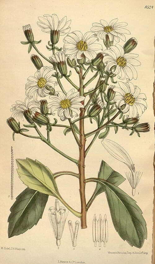 Bent Aster (Aster retroflexus)