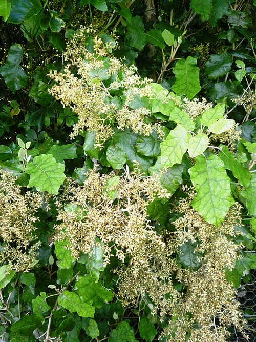 Supplejack (Brachyglottis repanda)
