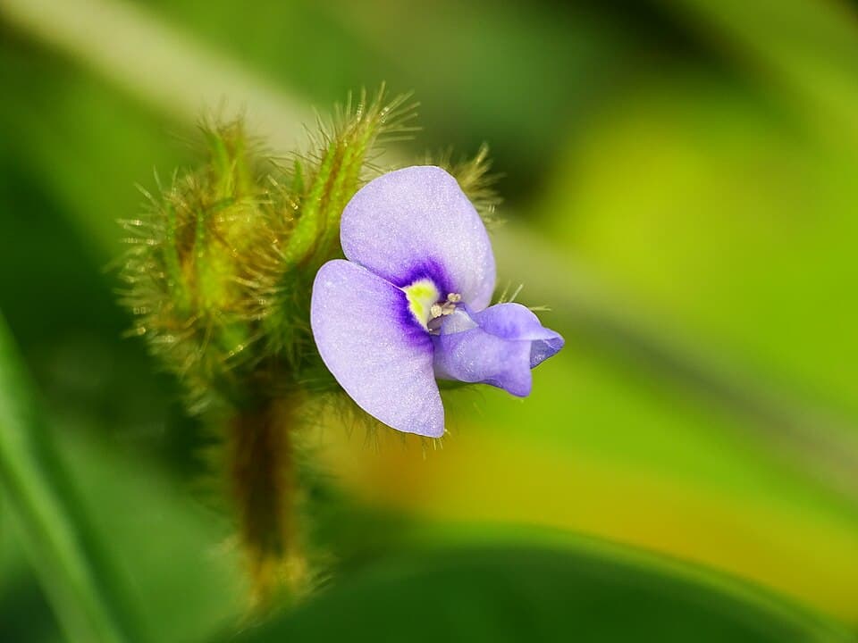 Short-fruited Calopogonium (Calopogonium brachycarpum)
