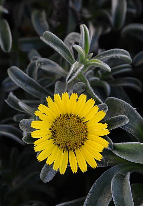 Sea Aster (Asteriscus maritimus)