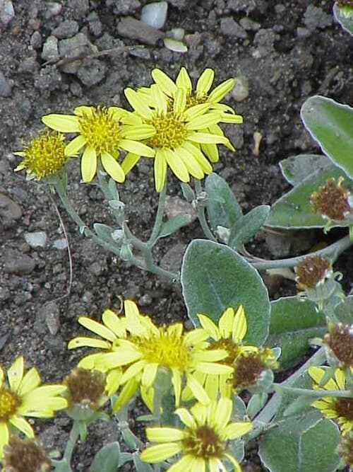 Daisy Bush (Brachyglottis greyi)