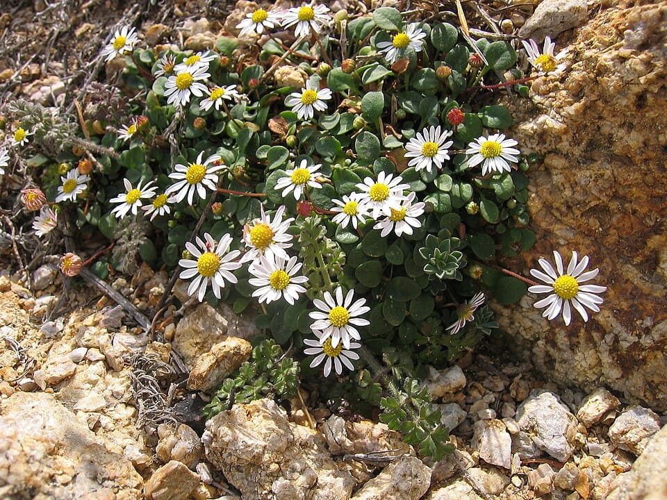 Lesser Daisy (Bellium bellidioides)