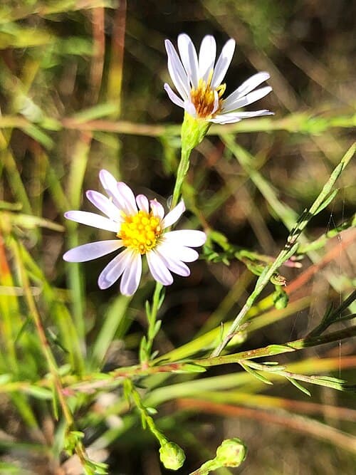 Bushy Aster (Aster dumosus)