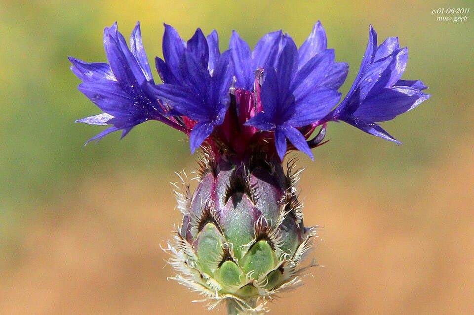 Dwarf Cornflower (Centaurea depressa)