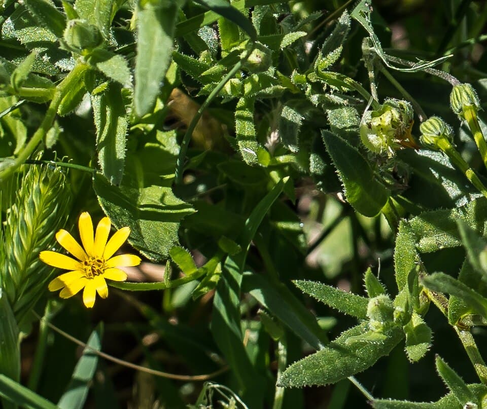 Wild Marigold (Calendula stellata)