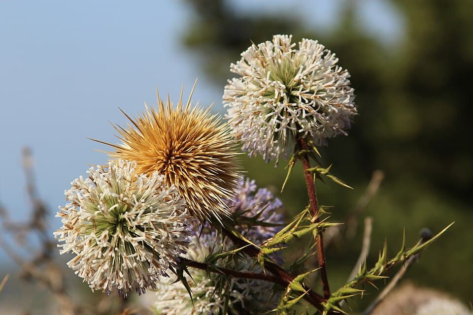 Spiny Globe Thistle (Echinops spinosissimus)