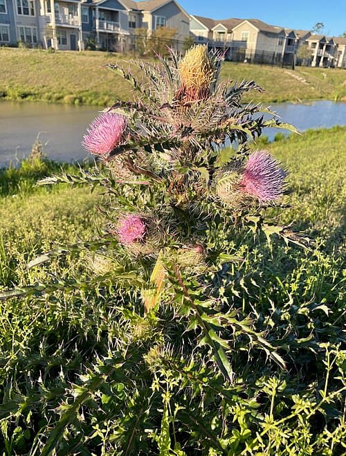 Purple Thistle (Cirsium horridulum)