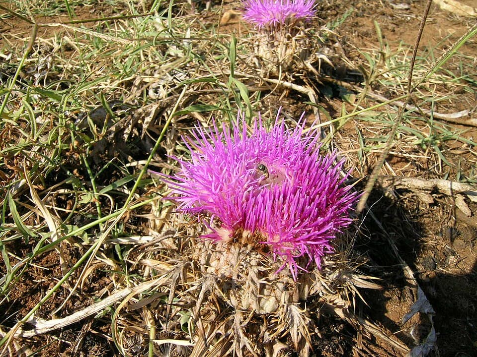 Mediterranean thistles (Atractylis gummifera)