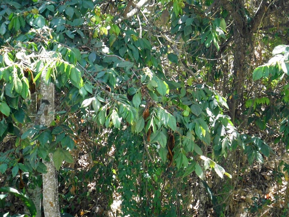 Fastigate Inga (Inga fastuosa)