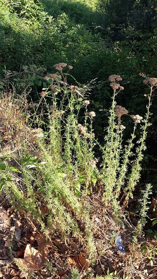 Ligurian Yarrow (Achillea ligustica)
