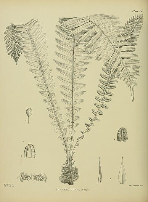 Hard Fern (Blechnum durum)