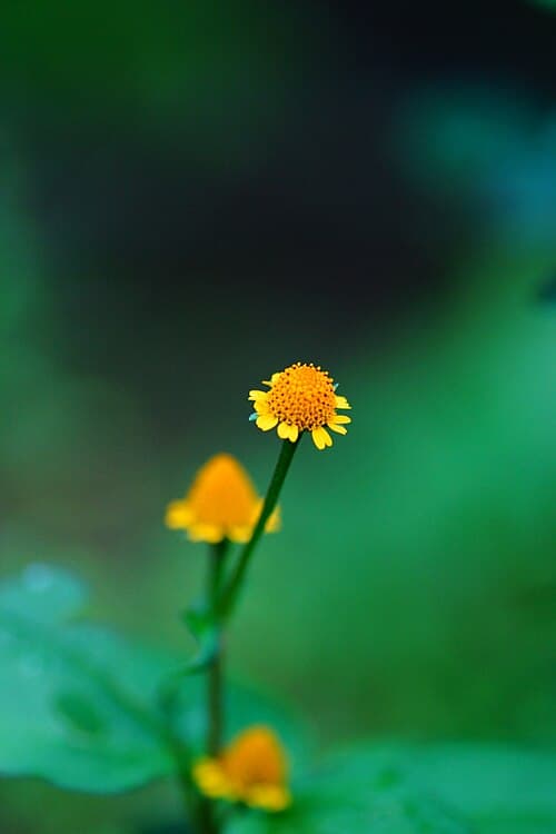 Marsh Daisy (Acmella uliginosa)